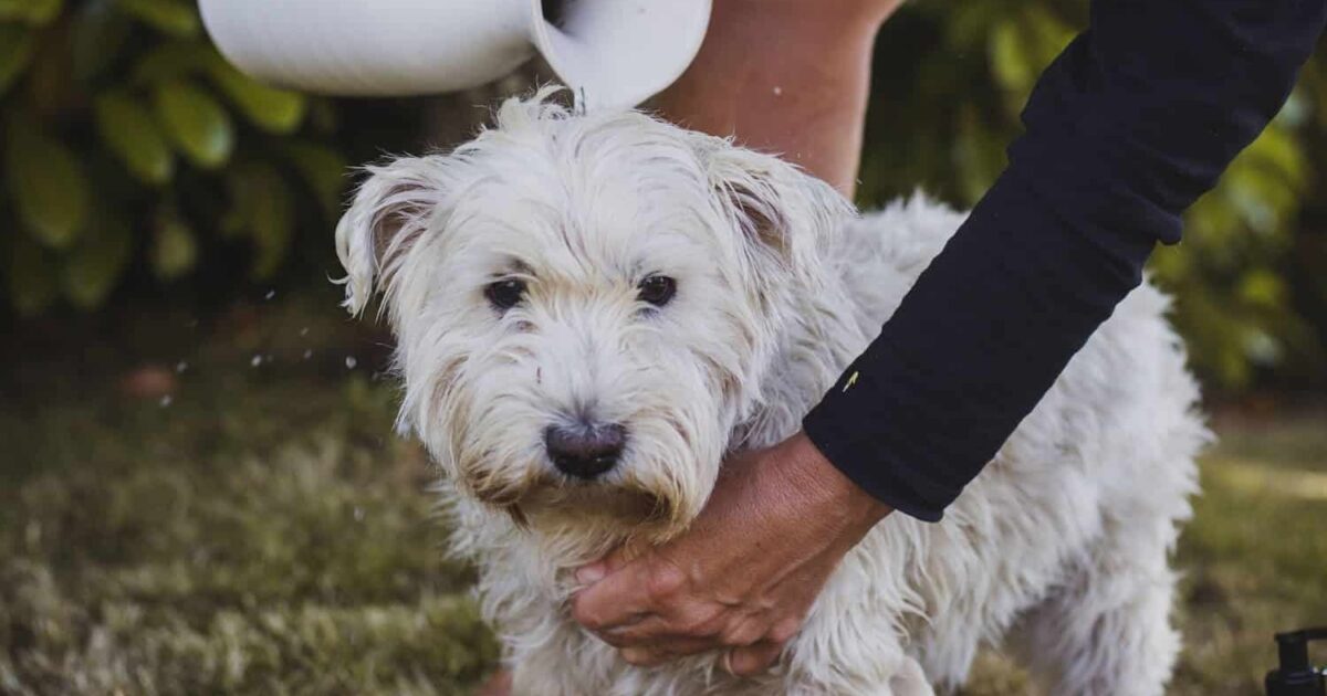 Welsh Woof Walk Primrose Hill Wales Week London